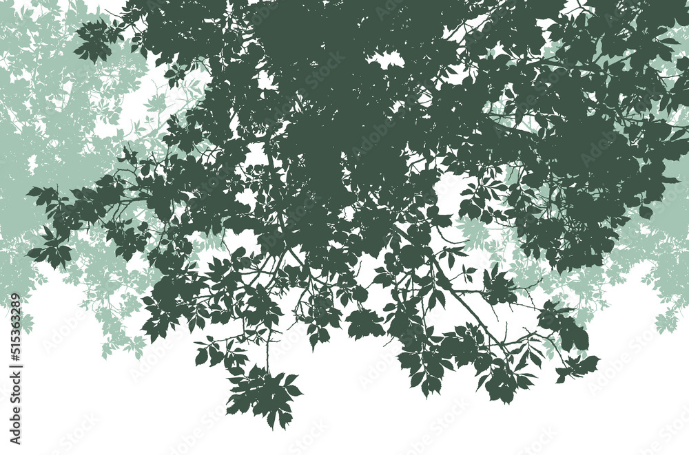 Silhouettes of branches with foliage on a white background. Vector realistic monochrome illustration of an elm tree. Silhouettes of branches with foliage on a white background. Vector realistic monochrome illustration of an elm tree.