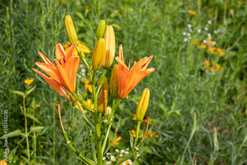 Orange lily in the summer garden. Close-up of lily flowers. Natural floral background. 