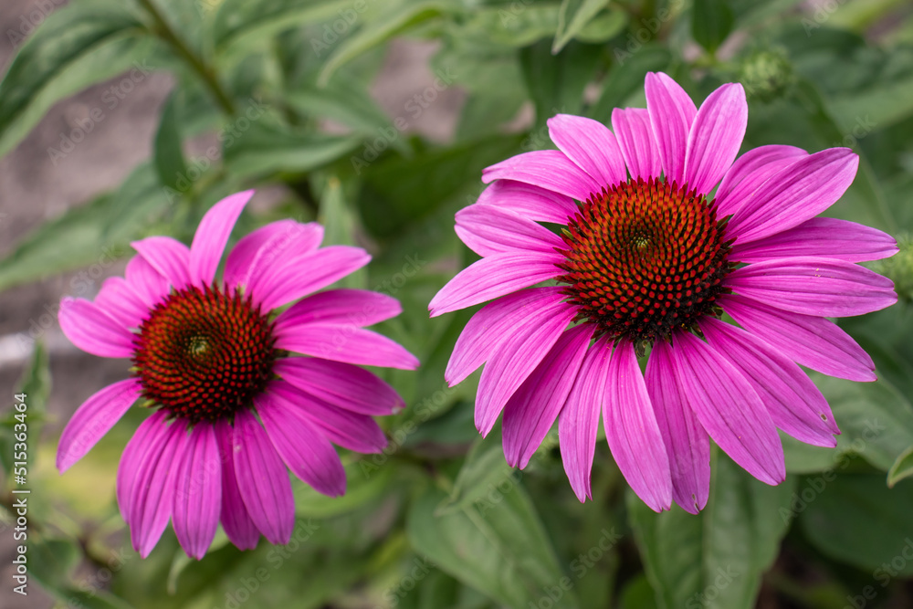 Pink echinacea flowers in the summer herbal garden. Beautiful natural floral background with medicinal plant. Close up Pink echinacea flowers in the summer herbal garden. Beautiful natural floral background with medicinal plant. Close up