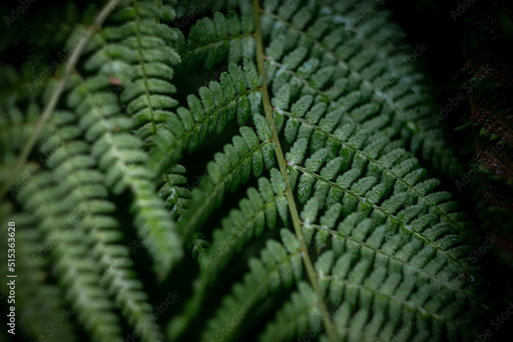 Rows of fern leaves in the Austrian forest, macro photography