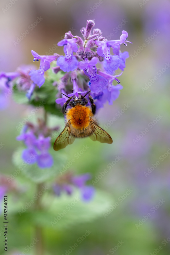 A bumblebee feeding on Fireweed flowers A bumblebee feeding on Fireweed flowers