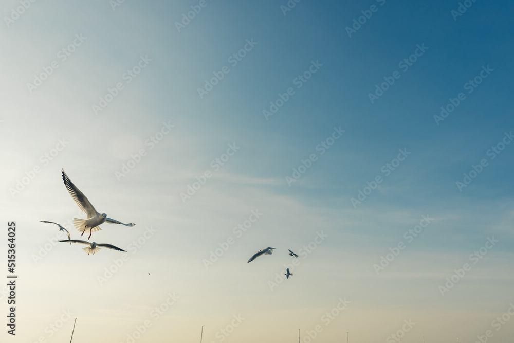 Seagulls flying high in the wind against the blue sky and white clouds, a flock of white birds