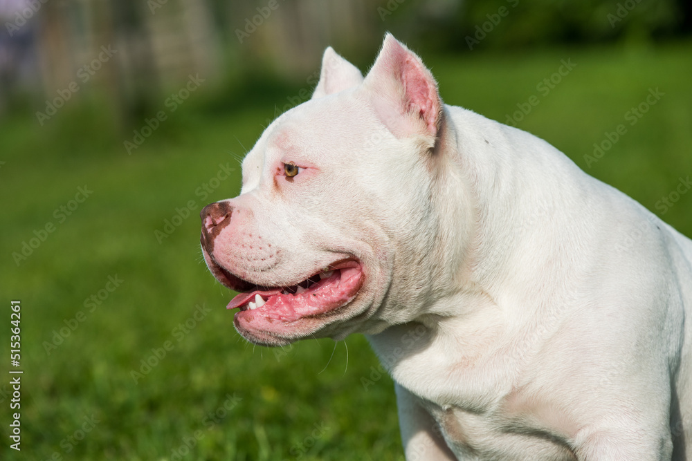 American Bully puppy dog sitting on green grass American Bully puppy dog sitting on green grass