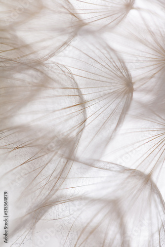 Abstract dandelion macro flower background. Seed macro closeup. Soft focus © gitusik