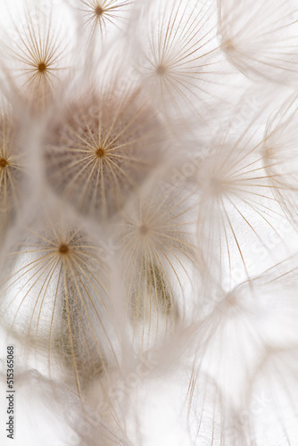 Abstract dandelion macro flower background. Seed macro closeup. Soft focus