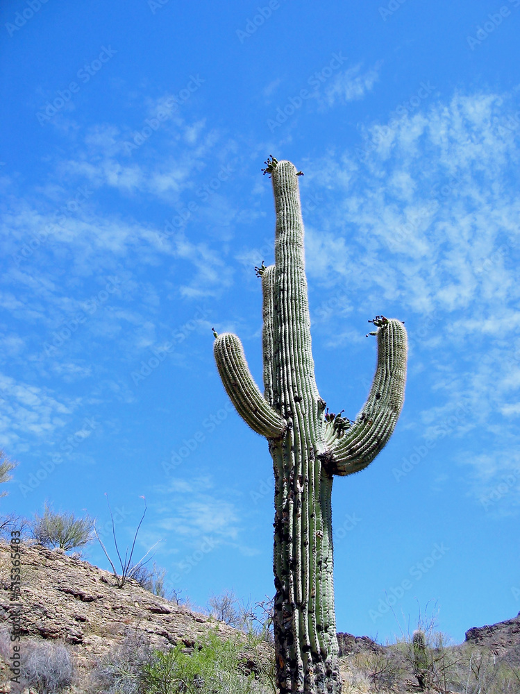 Tall mature cactus plant in arid countryside against a blue sky