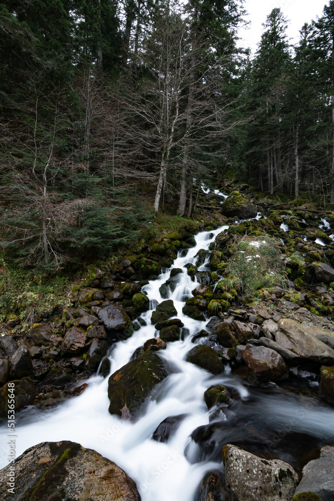river in the forest in Pyrenees river in the forest in Pyrenees