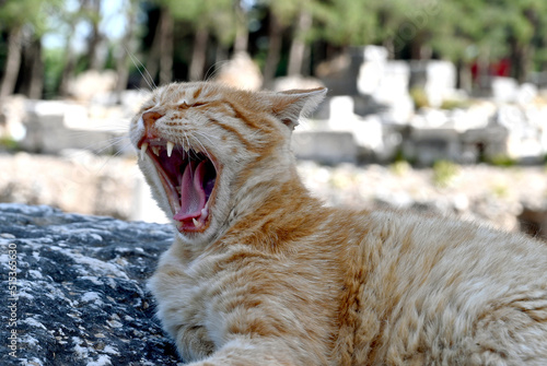 Photography Feral cat showing teeth while yawning when lying down on a rock in its outdoor h