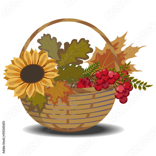 Autumn leaves, sunflower,  rowan in wicker basket. Vector illustration