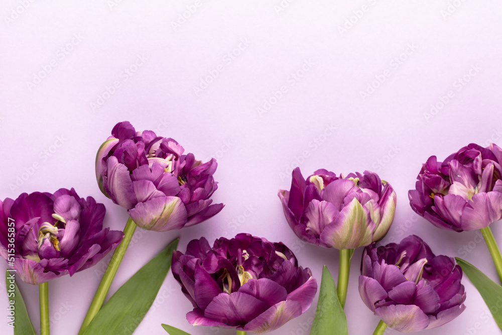 Obraz premium Lilac tulip flowers on pastel background.