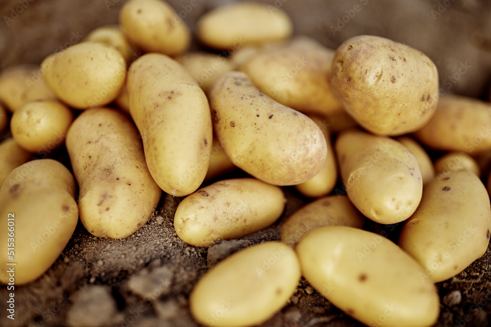 fresh potatoes in fresh potato soil in good light annabelle harvest season fresh potatoes in fresh potato soil in good light annabelle harvest season