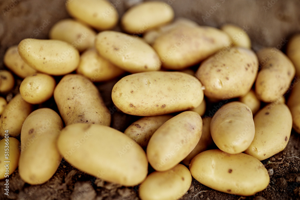 fresh potatoes in fresh potato soil in good light annabelle fresh potatoes in fresh potato soil in good light annabelle