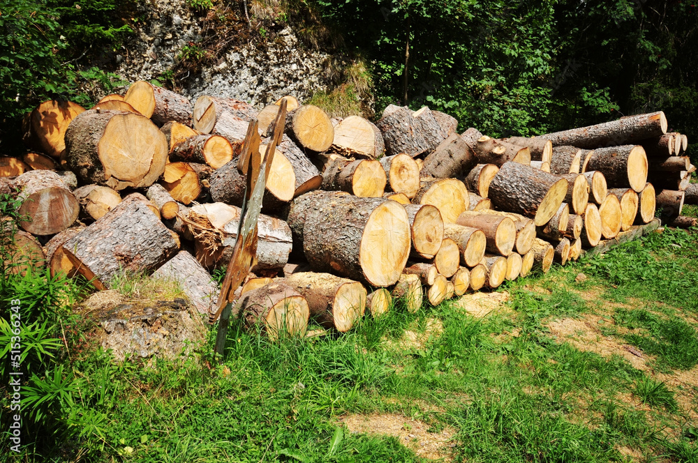 A pile of felled logs in the woods A pile of felled logs in the woods