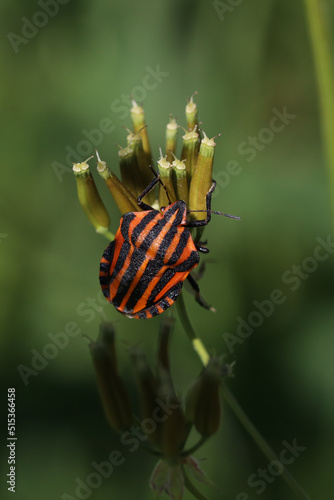 Red-black striped stink bug or graphozoma striped. Graphosoma lineatum. Poisonous insects, fauna illustration