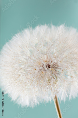 Fototapeta Naklejka Na Ścianę i Meble -  Abstract dandelion macro flower background. Seed macro closeup. Soft focus