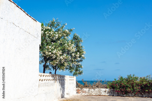 trees behind an old white fence by the sea