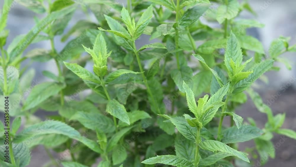 Growing fresh mint in the garden. Growing fresh mint in the garden.