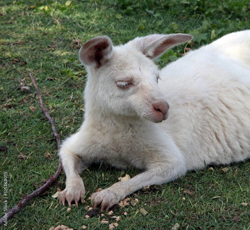 Close up of a white Kangaroo resting, New South Wales, Australia
Close up of a white Kangaroo resting, New South Wales, Australia