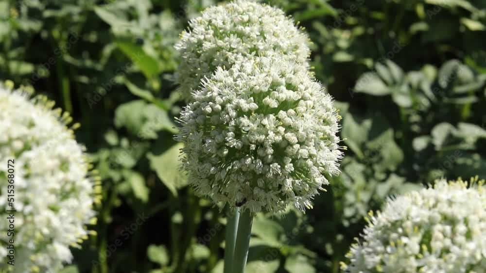 Blooming onion flower head in the garden. Agricultural background