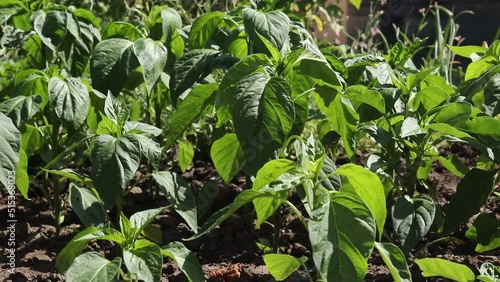 Pepper plantation. Rows of bell peppers in a greenhouse. Growing vegetables in farm, fertilizers, high yields. Agriculture, agribusiness. Ecological organic product. photo