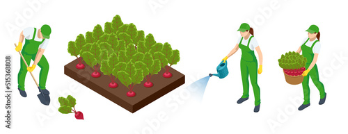 Isometric Agricultural cultivation of organic Fresh green leaves of beetroot on the farm or in the field. Farmers grow organic beetroot vegetables and harvest. Beets in the garden.