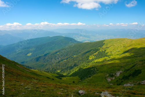 hills and meadows of carpathian mountains. summer landscape with green slopes on a sunny day. ridge beneath a sky with fluffy clouds in the distance