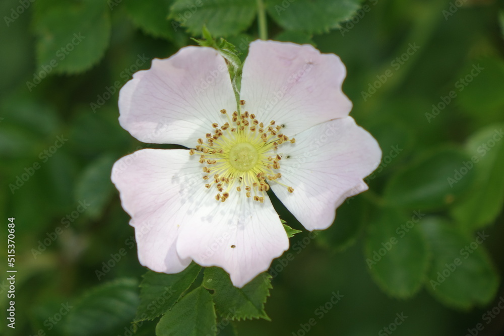 Close up: Beautiful pink and fragrant Rosa corymbifera blossom, sunny spring day, concept: romantic, use: background, wallpaper (vertical), Wolfstein, RLP, Germany Close up: Beautiful pink and fragrant Rosa corymbifera blossom, sunny spring day, concept: romantic, use: background, wallpaper (vertical), Wolfstein, RLP, Germany