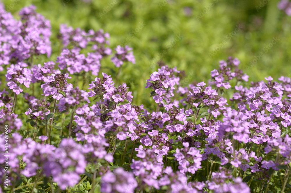 flowers in the garden