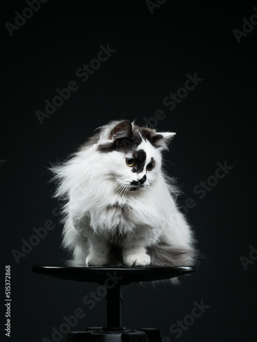 White cat on dark background, studio shot, munchkin