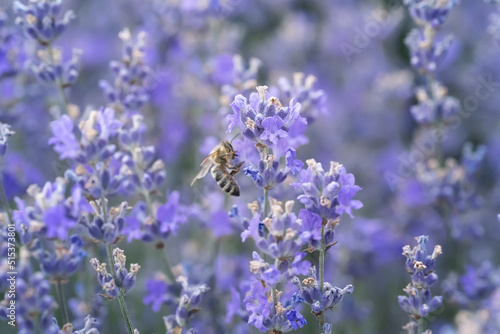Close-up view of blooming lavender and a bee collecting pollen from the flowers