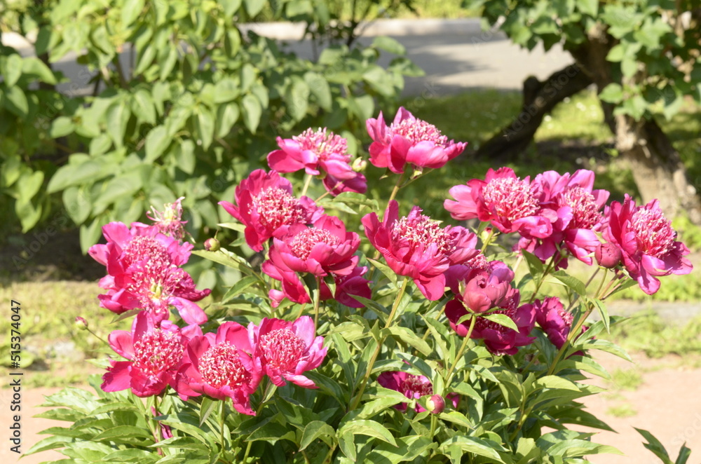 vinous peony vinous peony