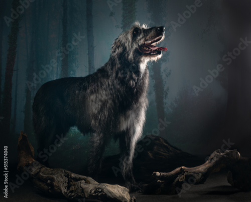 Irish wolfhound in the dark forest, studio shot photo