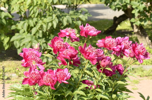 vinous peony
