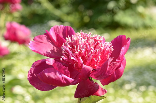 red peony