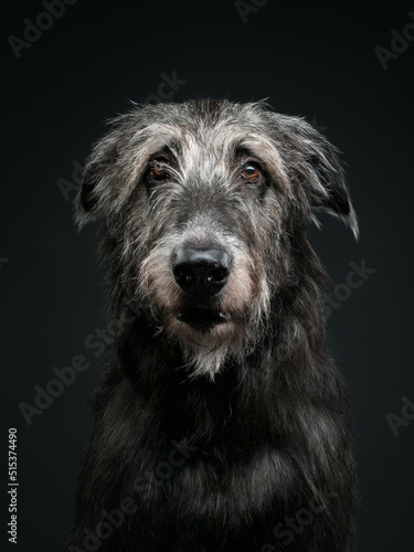 Irish wolfhound on dark background, studio shot