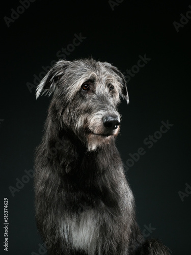 Irish wolfhound on dark background, studio shot