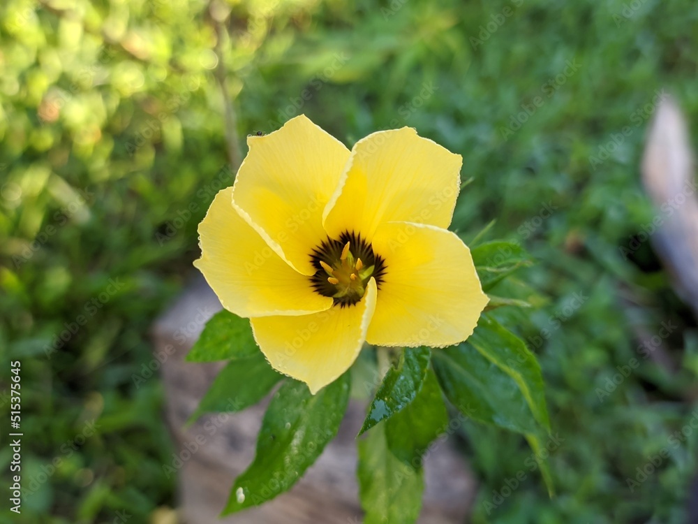 Damiana Flower (Turnera Ulmifolia) blooming in the morning