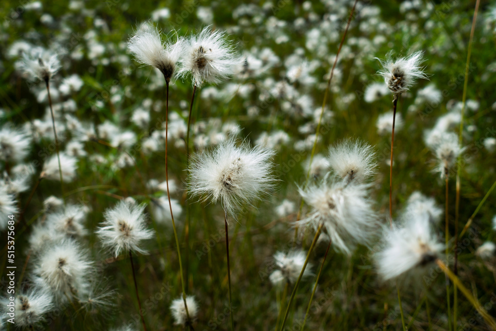 Beautiful cotton grass