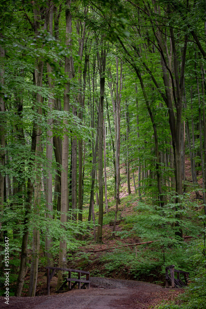 Fototapeta premium path in the forest