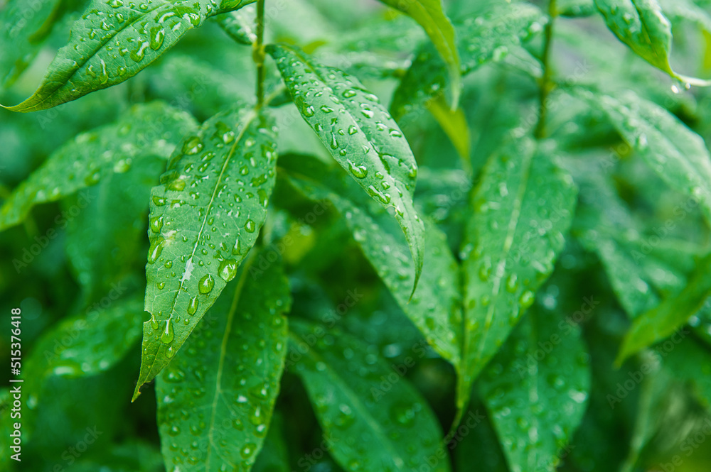 Abstract nature background with green plant leaves and drops of rain Abstract nature background with green plant leaves and drops of rain