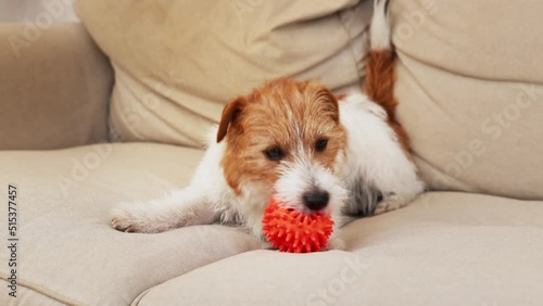 Funny playful cute happy pet dog puppy playing with a toy at home on the sofa