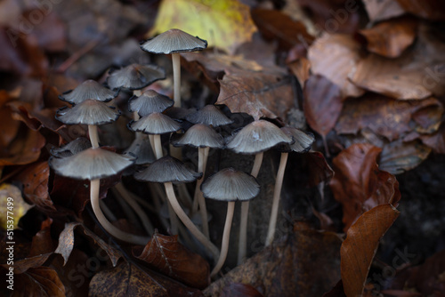 mushrooms in the forest