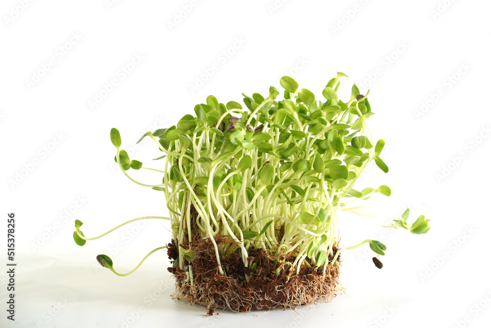 Microgreens sprouts Vegan micro sunflower greens shoots. Growing sprouted sunflower seeds, eco soil substrate, microgreens, minimal design,on white background. Microgreens sprouts Vegan micro sunflower greens shoots. Growing sprouted sunflower seeds, eco soil substrate, microgreens, minimal design,on white background.