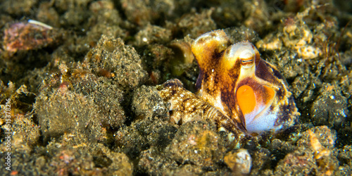 Coconut Octopus, Amphioctopus marginatus, Lembeh, North Sulawesi, Indonesia, Asia