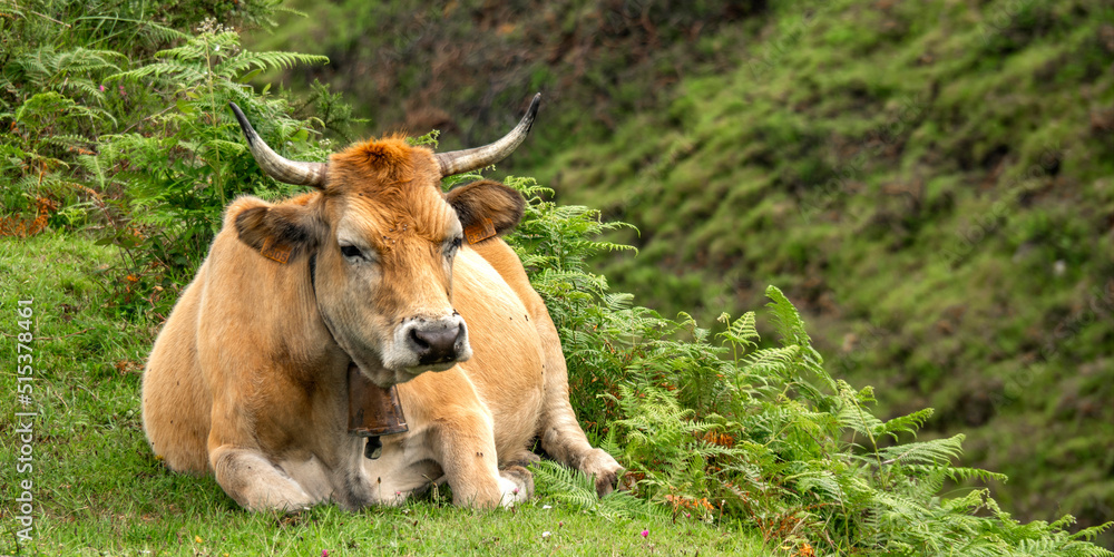 Casina Cow, Protected Landscape of Sierra de Cuera, Asturias, Spain, Europe Casina Cow, Protected Landscape of Sierra de Cuera, Asturias, Spain, Europe
