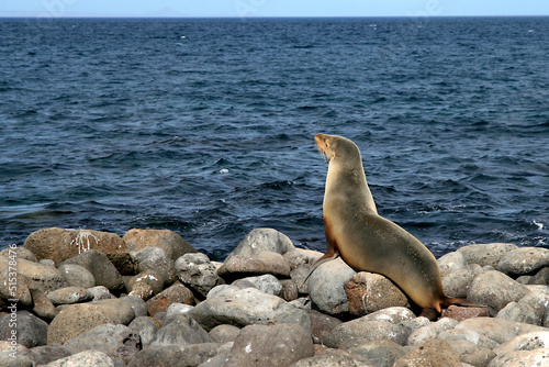 Galápagos Sea Lion, Zalophus wollebaeki, Galápagos National Park, Galápagos Islands, UNESCO World Heritage Site, Ecuador, America