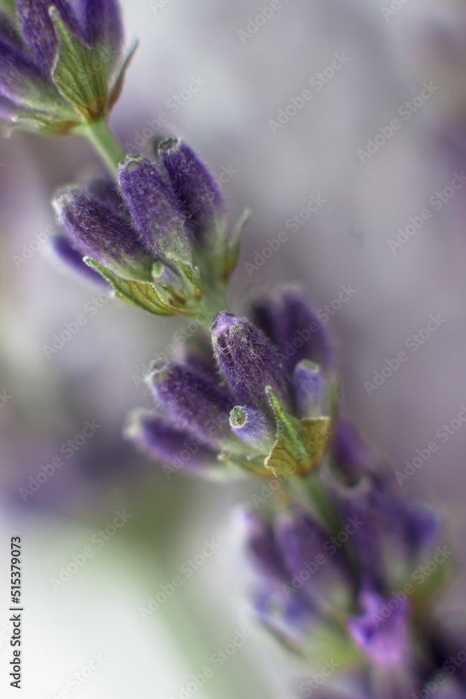 Obraz premium Close-up of lavender. Macro photo of a sprig of lavender. Selective focus