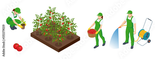 Isometric Agricultural cultivation of organic red tomatoes on the farm or in the field. Farmers grow organic red tomatoes vegetables and harvest.
