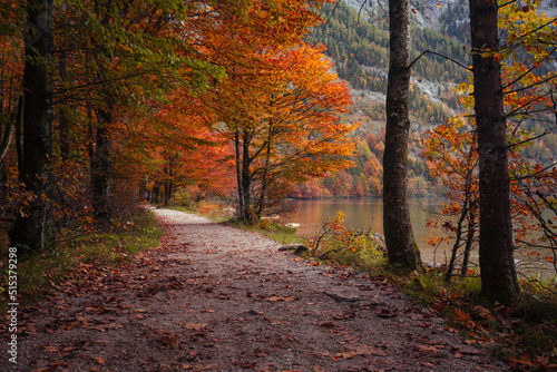 a autumn forest © Sergii Mostovyi