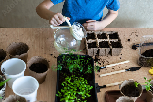 Home gardening, children's hands of a gardener child watering plants seedlings in eco pots, top view